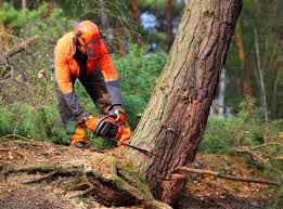 Why Choose Our Tree Removal Services in West Middlesex, PA?